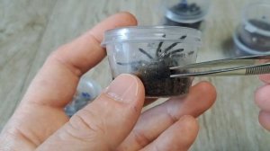 Где купить паука - птицееда? #паукптицеед #авито