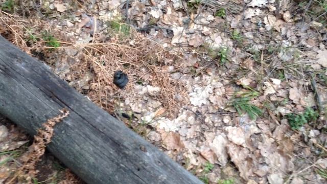 Гадюки в Орехово -Зуевском лесу 14 апреля 2016