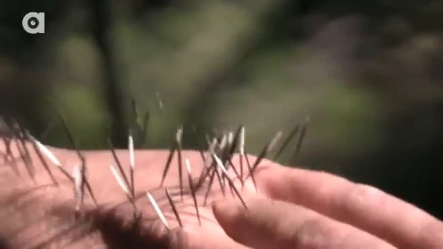 АТАКА ДИКОБРАЗА.Иглы дикобраза в руке.Brave Wilderness на русском