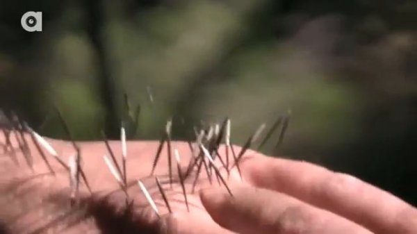 АТАКА ДИКОБРАЗА.Иглы дикобраза в руке.Brave Wilderness на русском