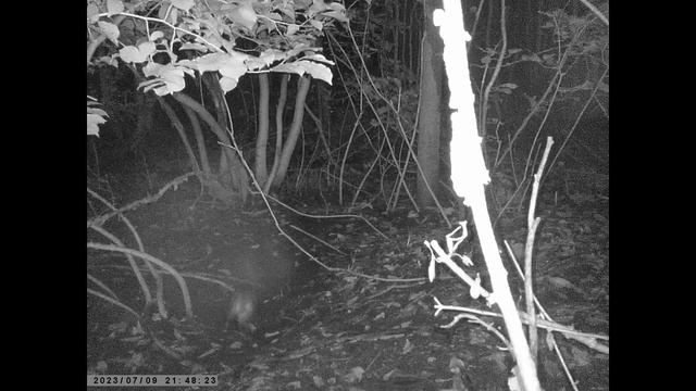 Psychological Turf War between Japanese Raccoon Dog & Japanese Badger over the Deserted Burrow смотреть онлайн