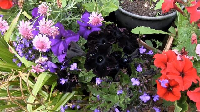 Black Velvet Petunia update смотреть онлайн