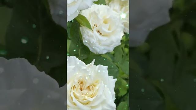 Белая роза Боинг, вспоминаю лето... смотреть онлайн