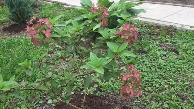 Обзор гортензий на 10 сентября 2023!!!! ( КАЛИТКА В САД-часть 3) смотреть онлайн