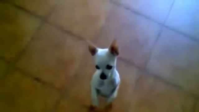 Видео ЖЕСТЬ. Реально танцующий пёсик смотреть онлайн