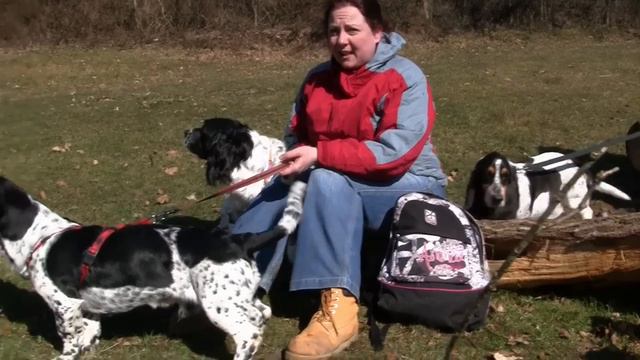 31 Basset Hounds at Alfred's Tower, Wilts смотреть онлайн