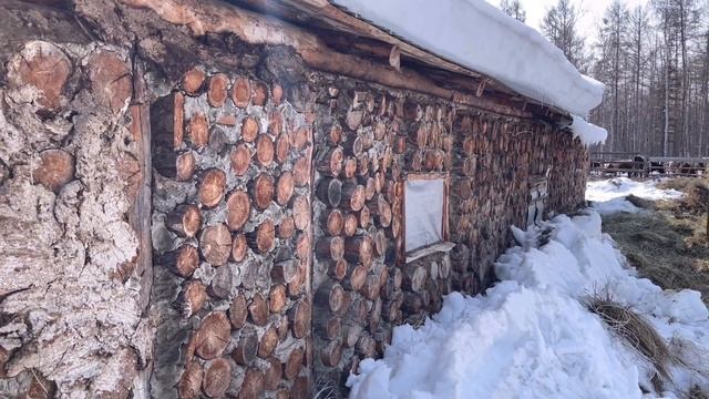 Перегон Сибирского вездехода и перевозка телят в Себян. смотреть онлайн