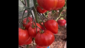 Сорт томата Мишка косолапый