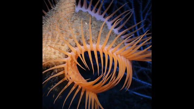 НЕОБЫЧНЫЕ ОБИТАТЕЛИ ПОДВОДНОГО МИРА UNUSUAL underwater creatures смотреть онлайн