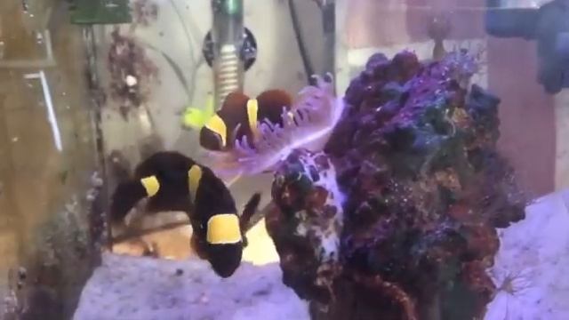 Не большой обзор на мой клоунарий :-) смотреть онлайн