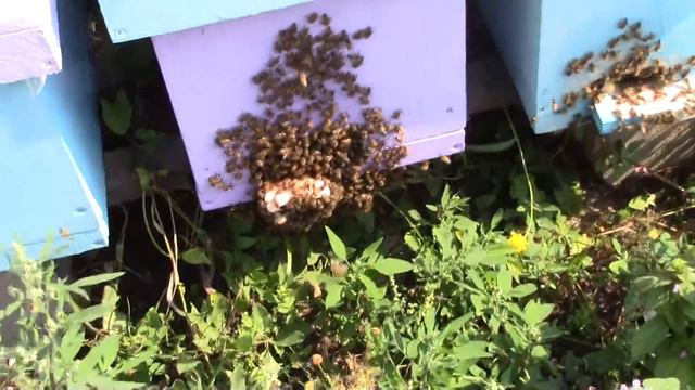 Пчеловодство.Как пчёлы грызут летки.