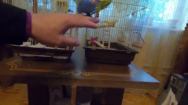 Попугаи и пудель. Parrots and poodle смотреть онлайн