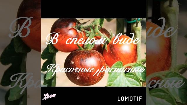 Томат сорт «Королёва ночи» не оставит равнодушным ни одного любителя экзотики.??? смотреть онлайн