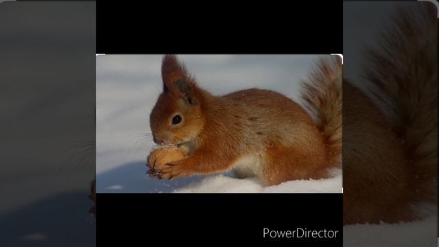 М. Пришвин "Беличья память" смотреть онлайн