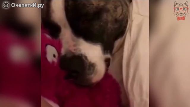 Пугающий кота ржачный собачий храп смотреть онлайн