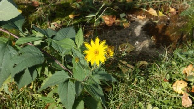 Фотографии сделаны зеркальным фотоаппаратом Sony Alpha DSLR A350 (см. в моих лотах Куфар Гродно) смотреть онлайн