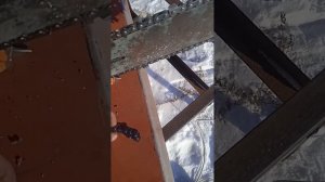 Цепь от харвестера на бензопилу Урал.