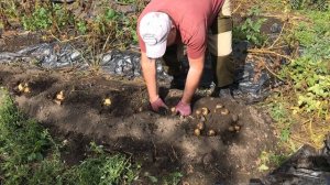 Картошка под черной пленкой и дождливое лето
