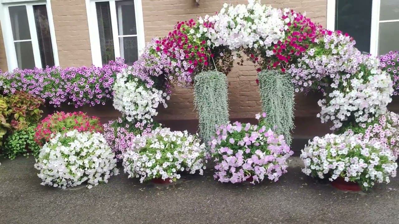 Сорта петуний которые отлично переносят жару солнце дождь. Важная информация ! смотреть онлайн