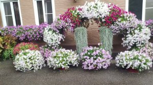 Сорта петуний которые отлично переносят жару солнце дождь. Важная информация !