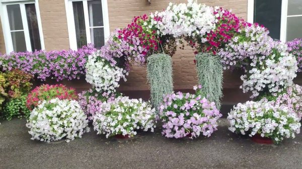 Сорта петуний которые отлично переносят жару солнце дождь. Важная информация !