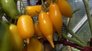 Томат Цыпочка реабилитирован. Подробный обзор томата Цыпочка в теплице и дегустация спелых плодов.