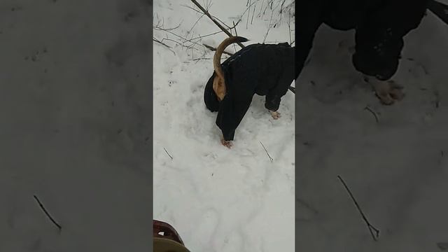 Американский стаффордширский терьер точит зубы. Зимняя прогулка. смотреть онлайн