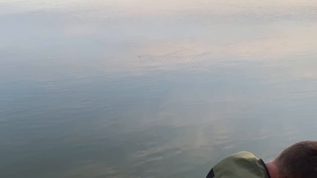 Трофейный сазан на Ахтубе! Рыбалка на макуху 2021 ! смотреть онлайн