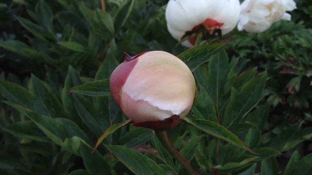 Peony Love Affair - (Itoh Hybrid) - Www.peonyshop.com