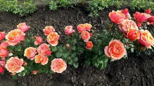 СОУТ ПАРК - роза "огонь"! rozapochtoi.ru