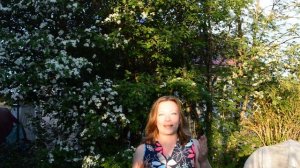 Боярышник. Особенности посадки и ухода