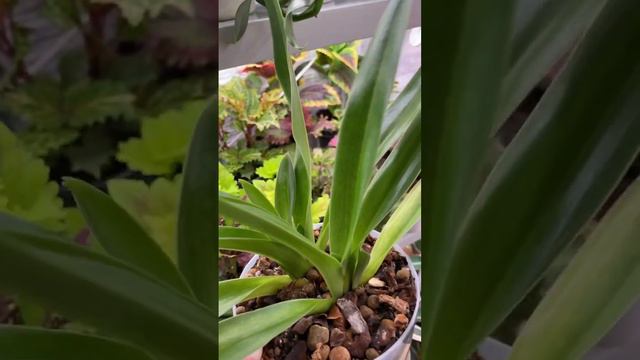 Пафиопедилум Мауди #природа #растения #орхидеи #орхидея #орхидеябашмачок смотреть онлайн