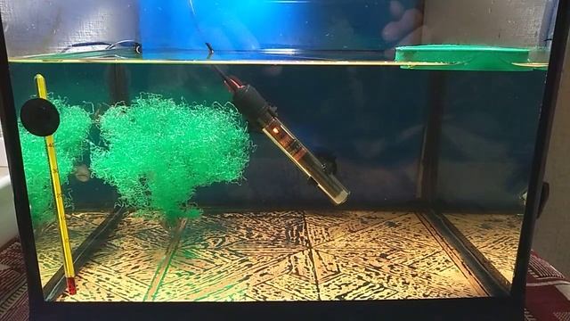 Макроподы на нерест. смотреть онлайн