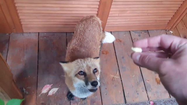 ЛИ СЯО. Алиса - Лиса. Лиса прячет все, что ей дают. смотреть онлайн