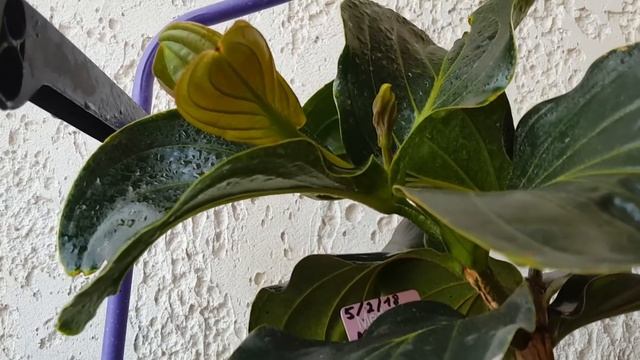 Мединилла в июне-опять разрушает мифы?? смотреть онлайн