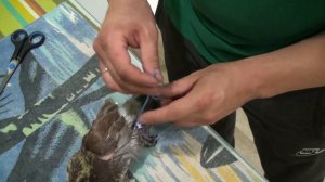 Что делать, когда у голубёнка лапа растёт в сторону