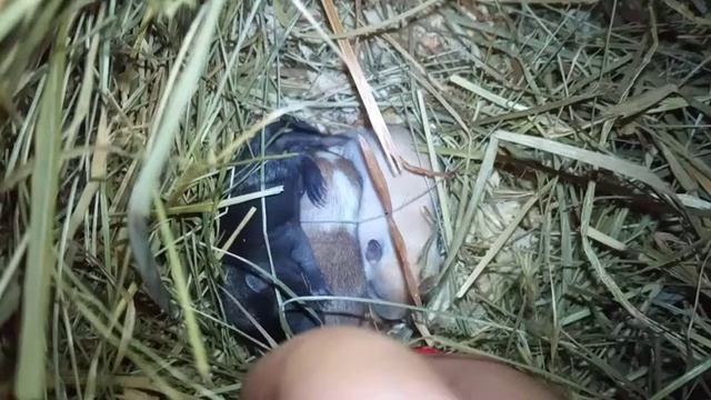 Как выросли дети Песчанки Мышки? 10 дней. смотреть онлайн