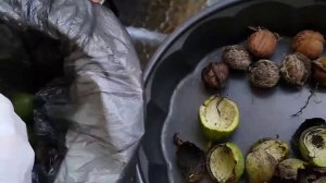 Как быстро очистить ГРЕЦКИЕ ОРЕХИ от зелёной кожуры