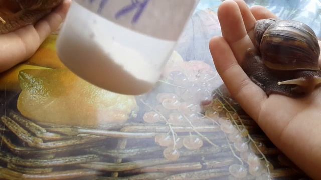 Улитки Ахатины два вида смотреть онлайн