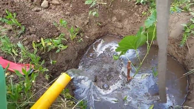 Посадка винограда , сорт Алёшенькин . смотреть онлайн