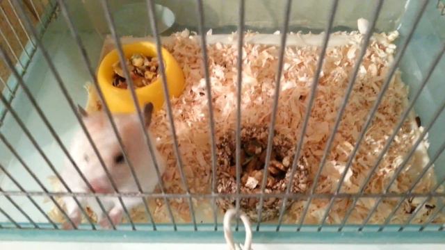 Радость полные штаны дали еду смотреть онлайн