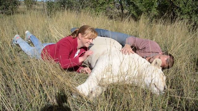 Семейное фото с львицей ! Вот такие бывают Сафари ! смотреть онлайн