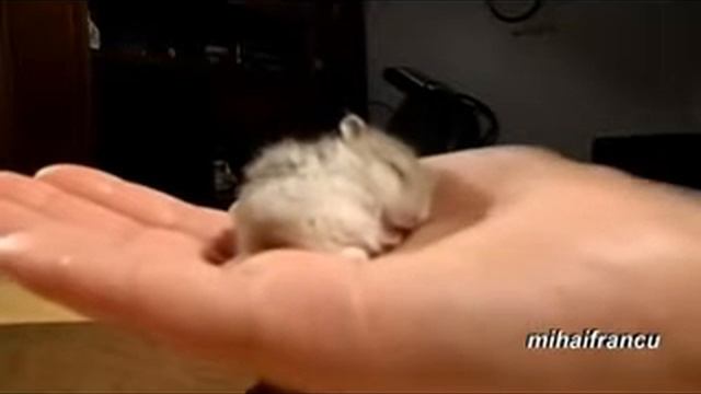 Как храпит маленький хомячок смотреть онлайн