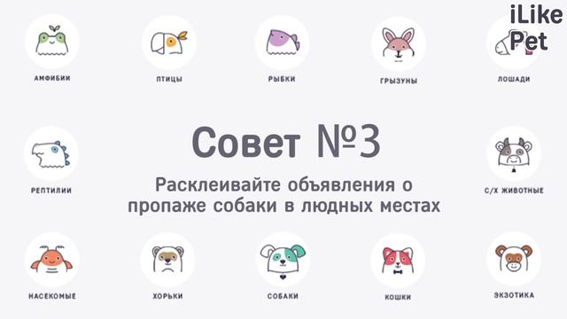 4 совета, как найти сбежавшую собаку смотреть онлайн