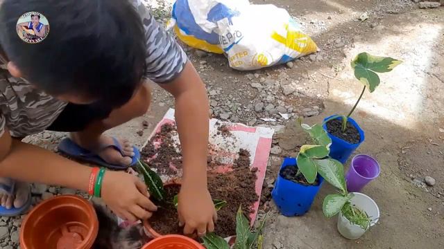 REPOTTING MY MICKEY MOUSE ALOCASIA & BABY RUBBER PLANT + Other Plants смотреть онлайн