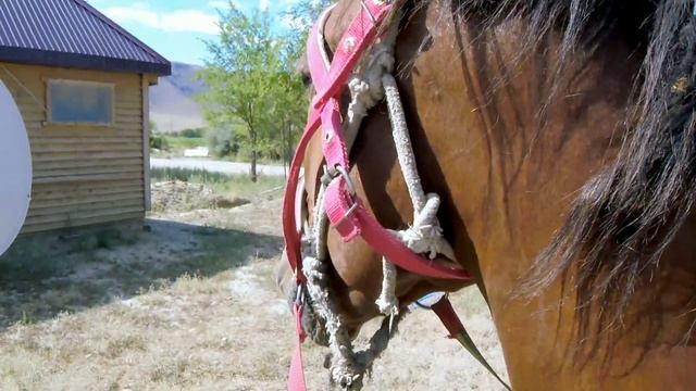 САРҚАНға жетер алды Сорпа Horse Riding #food #еда #суп #ramen #horse