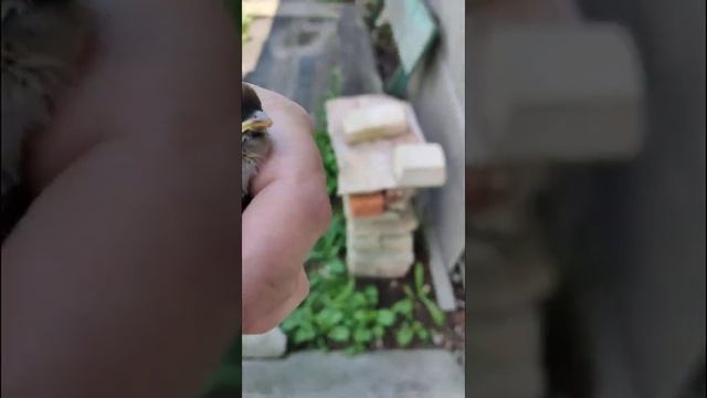 Воробьи. Птенец учится летать. Воробей выпал из гнезда. Маленький воробей учится летать. смотреть онлайн