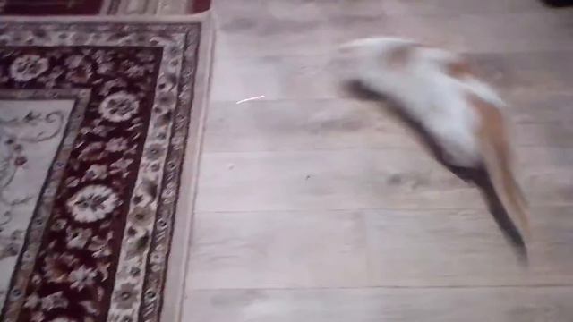 Кошке скучно