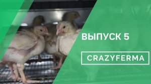 Курятник для начинающий и опытных птицеводов "Неделя без забот"! Все о системе "Air Free"! Выпуск 5!