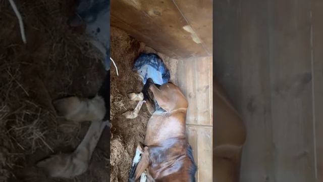 Luna Foaling Hera!! смотреть онлайн